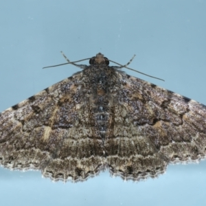 Diatenes aglossoides at Ainslie, ACT - 1 Jan 2023 09:57 PM