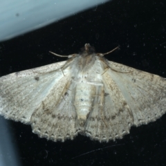 Diatenes aglossoides at Ainslie, ACT - 1 Jan 2023 09:57 PM