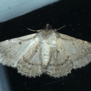 Diatenes aglossoides at Ainslie, ACT - 1 Jan 2023 09:57 PM