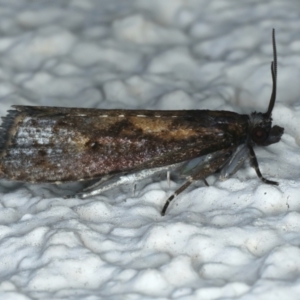 Cryptaspasma sordida at Ainslie, ACT - 1 Jan 2023