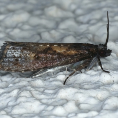 Cryptaspasma sordida (A Tortricid moth (Olethreutinae)) at Ainslie, ACT - 1 Jan 2023 by jb2602