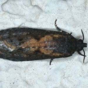 Cryptaspasma sordida at Ainslie, ACT - 1 Jan 2023