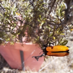 Castiarina nasuta (A jewel beetle) at Justice Robert Hope Reserve (JRH) - 26 Nov 2023 by abread111