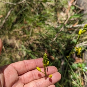 Bulbine sp. at Wee Jasper, NSW - 26 Nov 2023