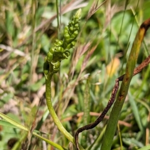 Microtis sp. at Wee Jasper, NSW - 26 Nov 2023