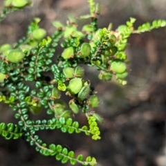 Bossiaea foliosa (Leafy Bossiaea) at Wee Jasper, NSW - 26 Nov 2023 by brettguy80