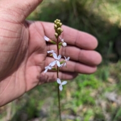 Stylidium sp. (Trigger Plant) at Wee Jasper, NSW - 26 Nov 2023 by Wildlifewarrior80