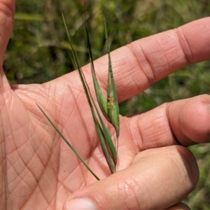 Themeda triandra at Wee Jasper, NSW - 26 Nov 2023