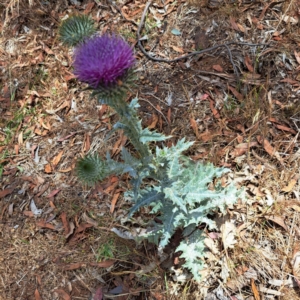 Onopordum acanthium at Justice Robert Hope Reserve (JRH) - 26 Nov 2023