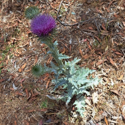 Onopordum acanthium (Scotch Thistle) at Justice Robert Hope Reserve (JRH) - 26 Nov 2023 by abread111