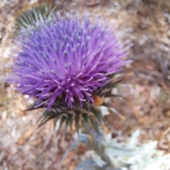 Onopordum acanthium at Justice Robert Hope Reserve (JRH) - 26 Nov 2023