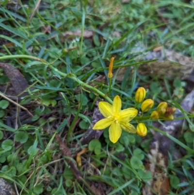 Bulbine bulbosa (Golden Lily) at Micalong Gorge - 25 Nov 2023 by brettguy80