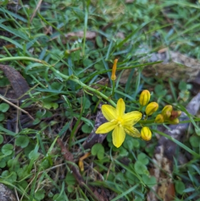 Bulbine bulbosa (Golden Lily) at Wee Jasper, NSW - 25 Nov 2023 by brettguy80