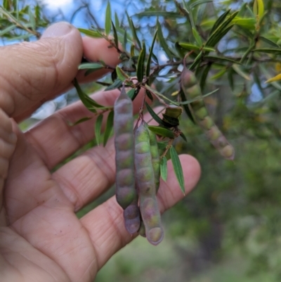 Acacia siculiformis (Dagger Wattle) at Wee Jasper, NSW - 26 Nov 2023 by brettguy80