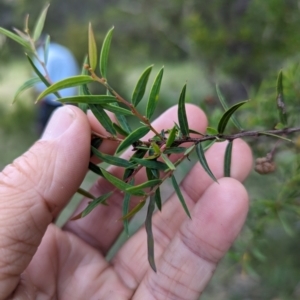 Acacia siculiformis at Wee Jasper, NSW - 26 Nov 2023