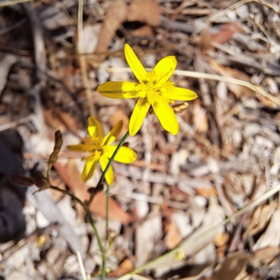 Tricoryne elatior (Yellow Rush Lily) at Justice Robert Hope Reserve (JRH) - 26 Nov 2023 by abread111