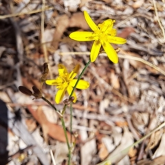 Tricoryne elatior at Justice Robert Hope Reserve (JRH) - 26 Nov 2023