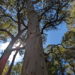 Eucalyptus dalrympleana subsp. dalrympleana (Mountain Gum) at Micalong Gorge - 25 Nov 2023 by Wildlifewarrior80