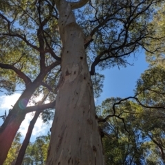 Eucalyptus dalrympleana subsp. dalrympleana (Mountain Gum) at Wee Jasper, NSW - 25 Nov 2023 by brettguy80