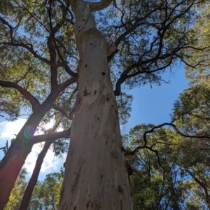 Eucalyptus dalrympleana subsp. dalrympleana at Micalong Gorge - 26 Nov 2023