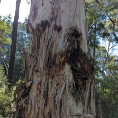 Eucalyptus dalrympleana subsp. dalrympleana at Micalong Gorge - 26 Nov 2023