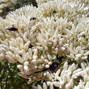 Mordellidae (family) at Justice Robert Hope Reserve (JRH) - 26 Nov 2023