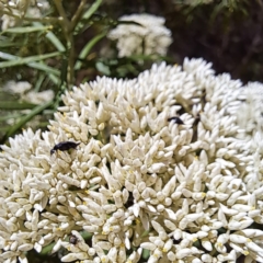 Mordellidae (family) at Justice Robert Hope Reserve (JRH) - 26 Nov 2023