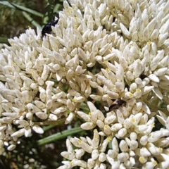 Mordellidae (family) at Justice Robert Hope Reserve (JRH) - 26 Nov 2023