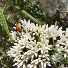 Phyllotocus sp. (genus) (Nectar scarab) at Watson Woodlands - 26 Nov 2023 by abread111