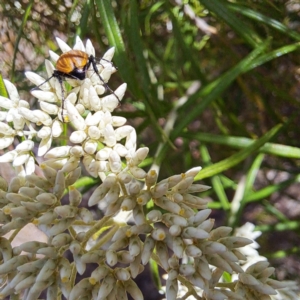 Phyllotocus sp. (genus) at Justice Robert Hope Reserve (JRH) - 26 Nov 2023