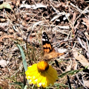 Vanessa kershawi at Justice Robert Hope Reserve (JRH) - 26 Nov 2023