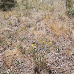 Vanessa kershawi at Justice Robert Hope Reserve (JRH) - 26 Nov 2023