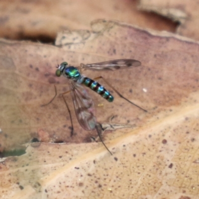 Heteropsilopus sp. (genus) (A long legged fly) at Booth, ACT - 24 Nov 2023 by RodDeb