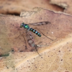 Heteropsilopus sp. (genus) (A long legged fly) at Gigerline Nature Reserve - 24 Nov 2023 by RodDeb