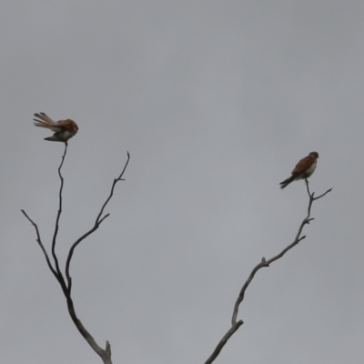 Falco cenchroides (Nankeen Kestrel) at Booth, ACT - 24 Nov 2023 by RodDeb