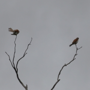 Falco cenchroides at Gigerline Nature Reserve - 24 Nov 2023