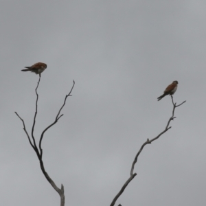 Falco cenchroides at Gigerline Nature Reserve - 24 Nov 2023