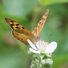 Heteronympha merope (Common Brown Butterfly) at Booth, ACT - 24 Nov 2023 by RodDeb