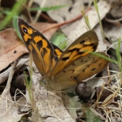 Heteronympha merope at Gigerline Nature Reserve - 24 Nov 2023 11:54 AM