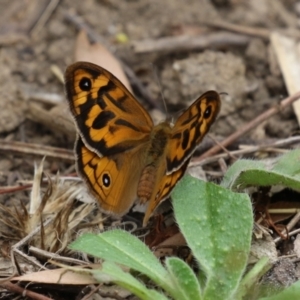 Heteronympha merope at Gigerline Nature Reserve - 24 Nov 2023