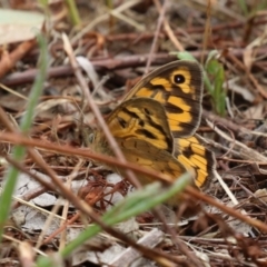 Heteronympha merope at Gigerline Nature Reserve - 24 Nov 2023 11:54 AM