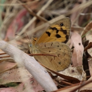 Heteronympha merope at Gigerline Nature Reserve - 24 Nov 2023 11:54 AM