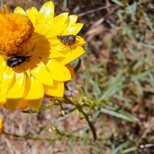 Eurymeloides adspersa at Justice Robert Hope Reserve (JRH) - 26 Nov 2023