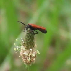 Porrostoma rhipidium (Long-nosed Lycid (Net-winged) beetle) at Booth, ACT - 24 Nov 2023 by RodDeb