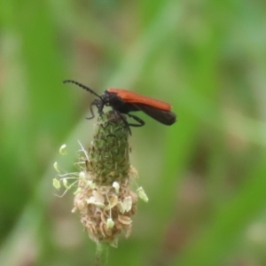 Porrostoma rhipidium at Gigerline Nature Reserve - 24 Nov 2023 12:32 PM