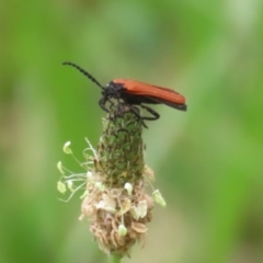 Porrostoma rhipidium at Gigerline Nature Reserve - 24 Nov 2023 12:32 PM