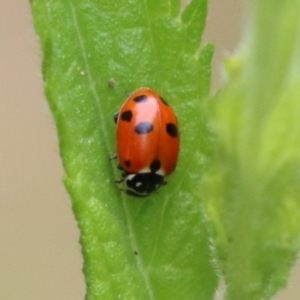 Hippodamia variegata at Gigerline Nature Reserve - 24 Nov 2023