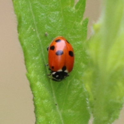 Hippodamia variegata (Spotted Amber Ladybird) at Booth, ACT - 24 Nov 2023 by RodDeb