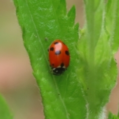 Hippodamia variegata at Gigerline Nature Reserve - 24 Nov 2023 12:24 PM