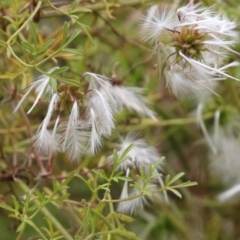 Clematis leptophylla (Small-leaf Clematis, Old Man's Beard) at Booth, ACT - 24 Nov 2023 by RodDeb